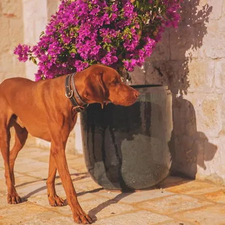 Trulivo Farm stay Monopoli
