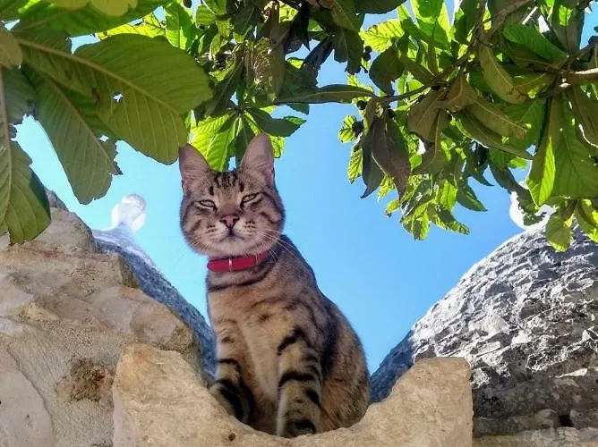 Trulivo Фермерский дом *